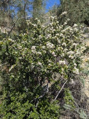 Ceanothus ferrisiae