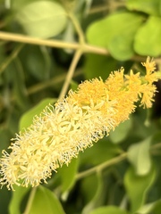 Adenanthera pavonina