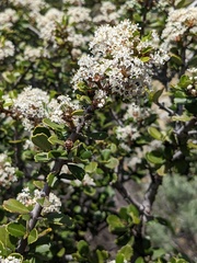 Ceanothus ferrisiae