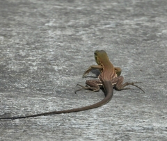 Cnemidophorus murinus