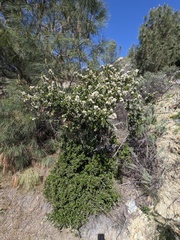 Ceanothus ferrisiae