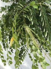 Adenanthera pavonina