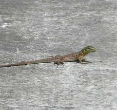 Cnemidophorus murinus