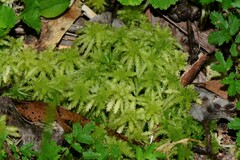 Sphagnum falcatulum
