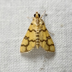 Glycythyma leonina