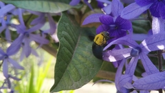 Xylocopa minor