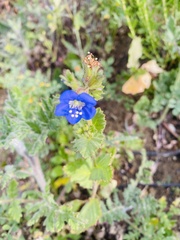 Phacelia viscida