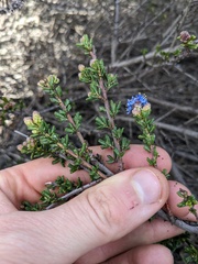 Ceanothus dentatus