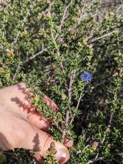 Ceanothus dentatus
