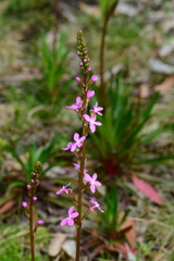 Stylidium armeria