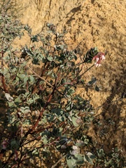 Arctostaphylos gabilanensis