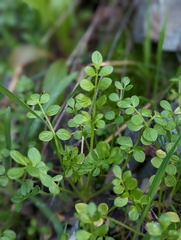 Limnanthes