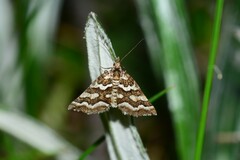 Melitulias discophora