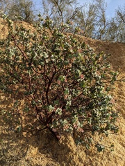 Arctostaphylos gabilanensis
