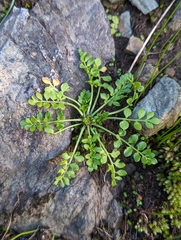 Limnanthes