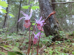 Calypso bulbosa occidentalis