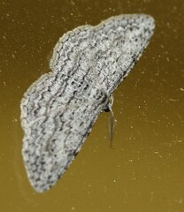 Psilosticha absorpta