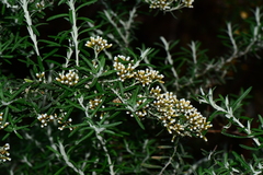 Ozothamnus cuneifolius