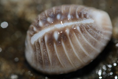 Pusula solandri