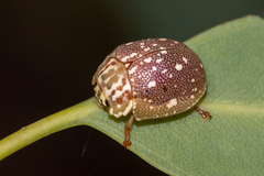Paropsis geographica