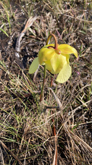 Sarracenia alata