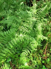 Hypolepis millefolium