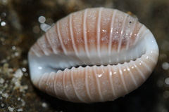 Pusula solandri