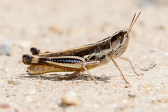 Macrotona securiformis