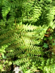 Hypolepis millefolium