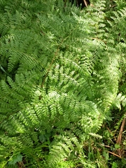 Hypolepis millefolium