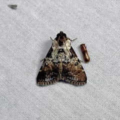 Orthaga rubridiscalis