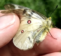 Parnassius clodius