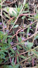 Lythrum hyssopifolia