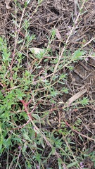 Lythrum hyssopifolia