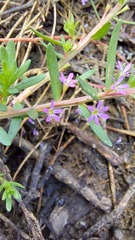 Lythrum hyssopifolia