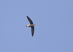 Hirundapus caudacutus