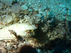 Dardanus sanguinolentus