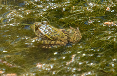 Lithobates chiricahuensis