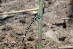 Parasynthemis regina