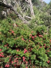 Leptecophylla oxycedrus