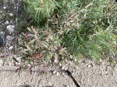 Epilobium canum