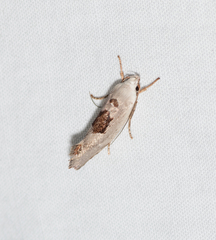 Tymbophora peltastis