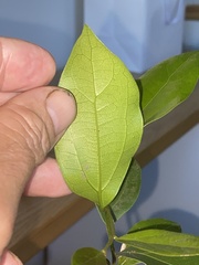 Cryptocarya triplinervis triplinervis