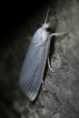 Calamotropha