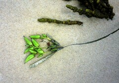 Posidonia australis