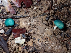 Leratiomyces atrovirens
