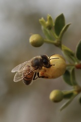 Apis mellifera