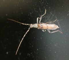 Didymocantha obliqua