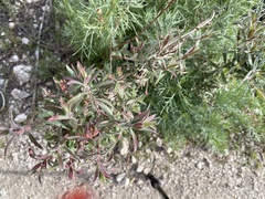 Epilobium canum