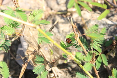 Coccinella transversalis
